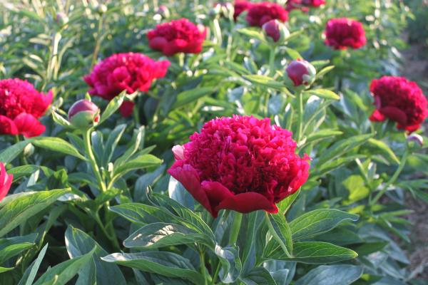 Pfingstrose Red Charm, Paeonia Hybride